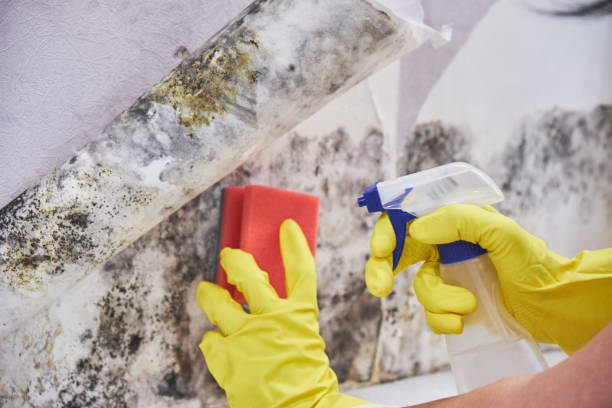 Best Attic Mold Removal  in Lakewood Clu, MI